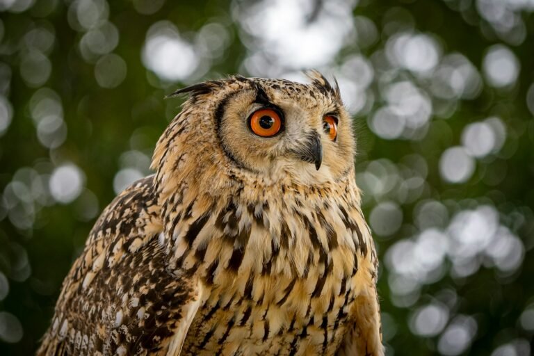 Sabiduría y fe, A close up of an owl on a tree branch