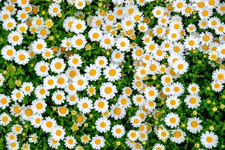 Deshojando Margaritas, a field full of white and yellow daisies