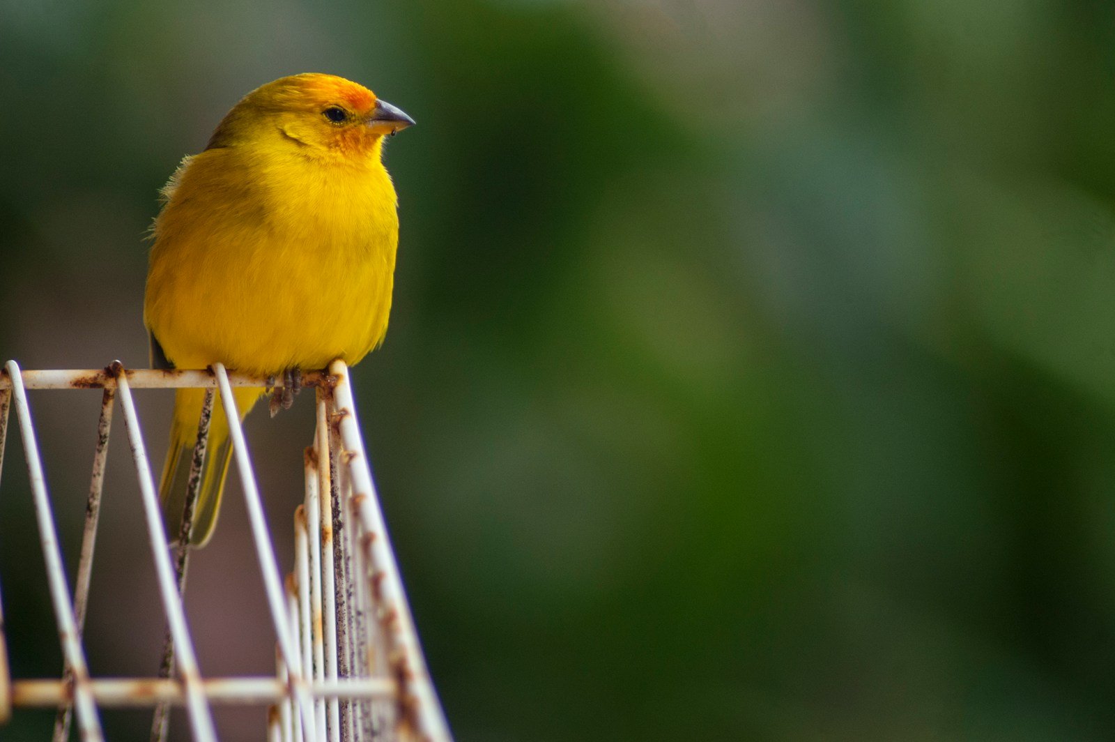 tener libertad, shallow focus photography of yellow bird
