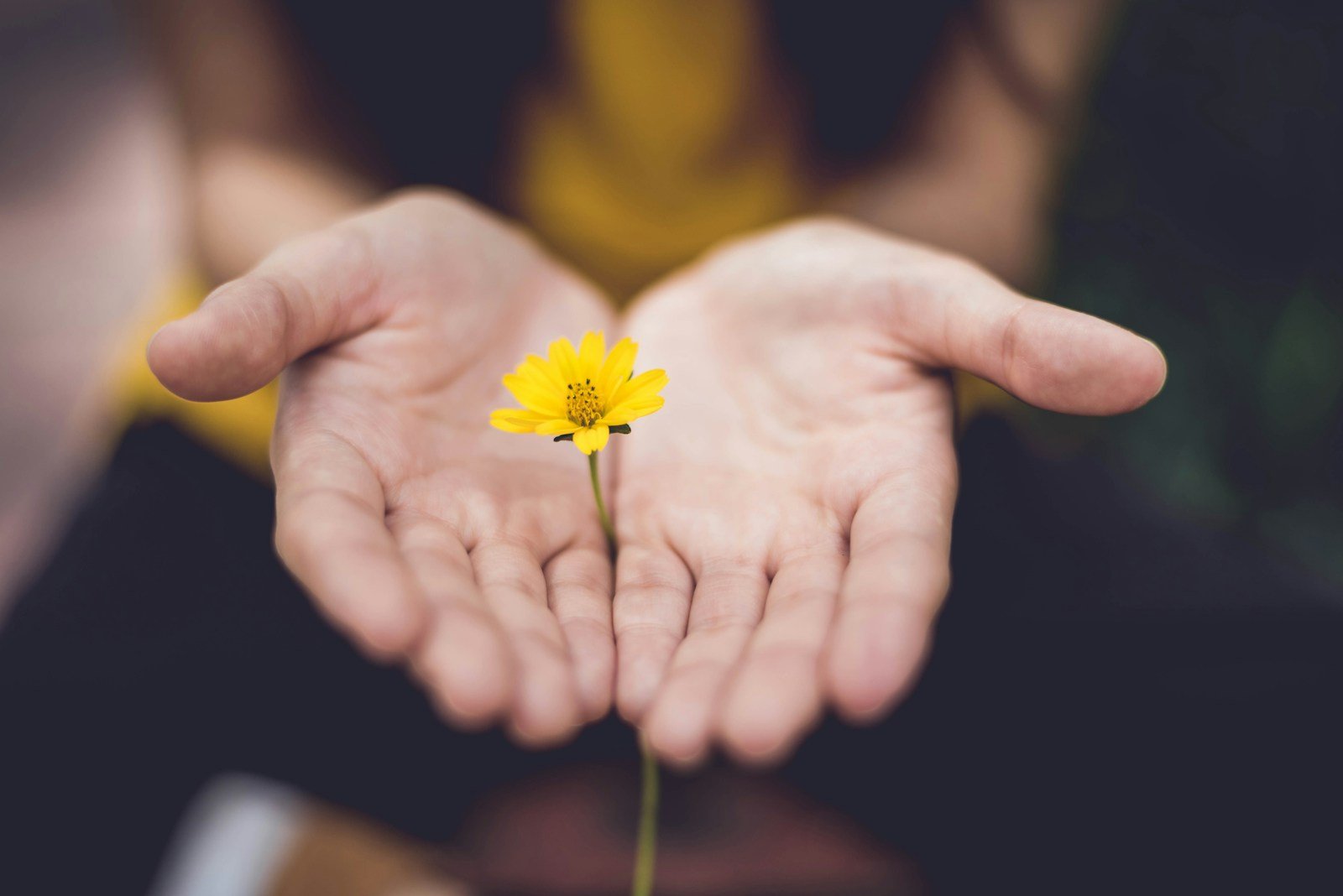 vivir con esperanza, selective focus photography of woman holding yellow petaled flowers