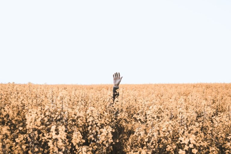 agotamiento espiritual, person's hand over brown floral field during daytime